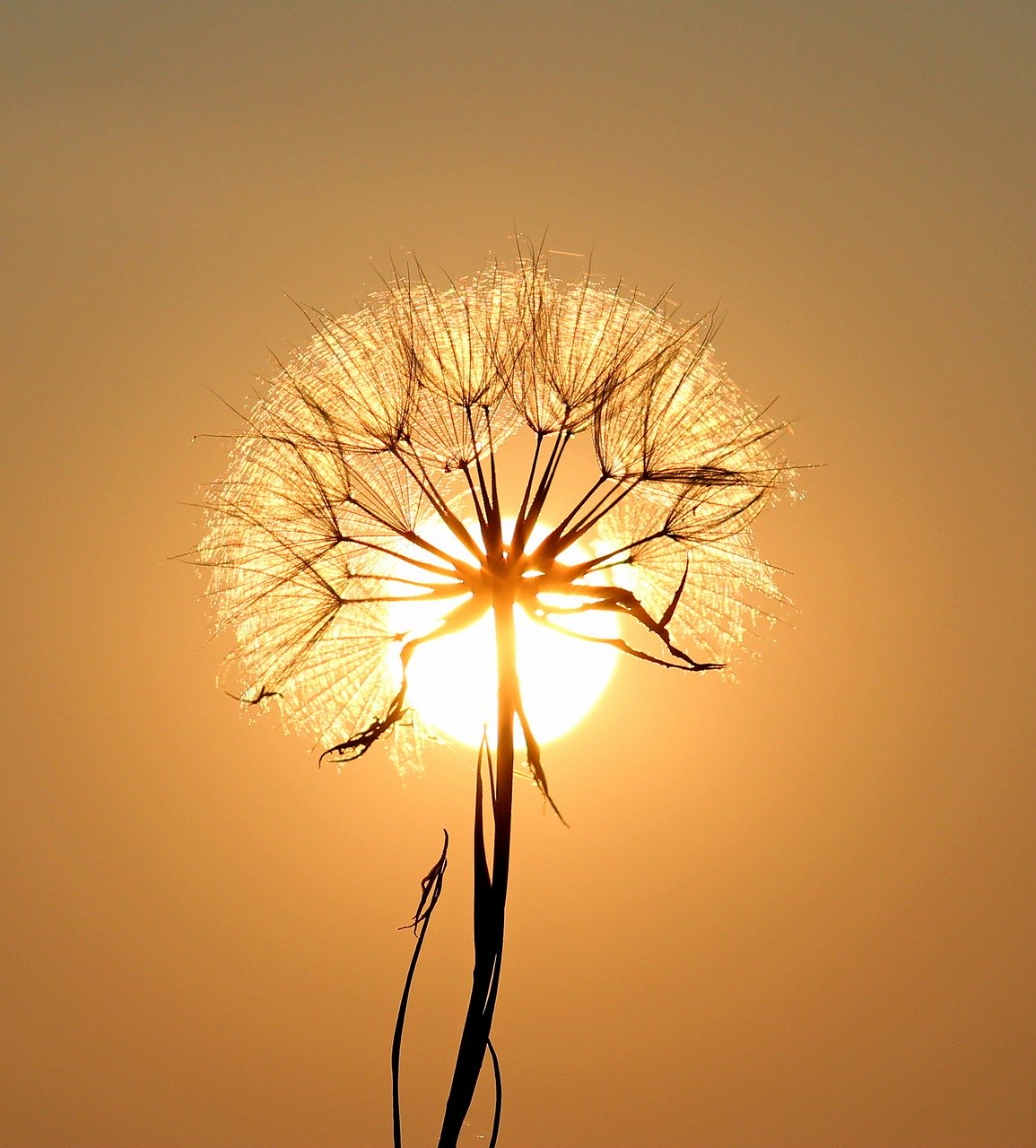 dandelion, sun, plants